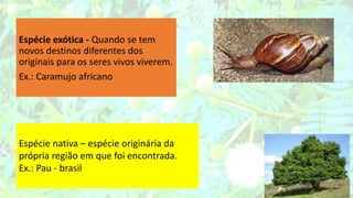 Espécie exótica - Quando se tem
novos destinos diferentes dos
originais para os seres vivos viverem.
Ex.: Caramujo africano
Espécie nativa – espécie originária da
própria região em que foi encontrada.
Ex.: Pau - brasil
 