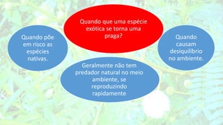 Quando que uma espécie
exótica se torna uma
praga?Quando põe
em risco as
espécies
nativas.
Quando
causam
desiquilíbrio
no ambiente.
Geralmente não tem
predador natural no meio
ambiente, se
reproduzindo
rapidamente
 