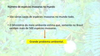 Número de espécies invasoras no mundo
• São vários casos de espécies invasoras no mundo todo.
• O Ministério do meio ambiente estima que, somente no Brasil
existam mais de 500 espécies invasoras.
Grande problema ambiental.
 
