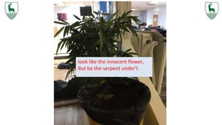 look like the innocent flower,
But be the serpent under't
 
