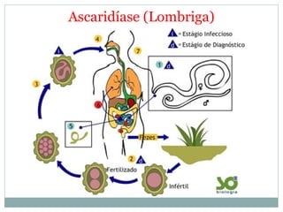 Ascaridíase (Lombriga)
 