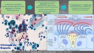 La presencia de esputos
supone siempre algún proceso
anormal en el sistema
broncopulmonar.
La secreción bronquial habitual (<
100ml/24h) no motiva
expectoración alguna, al ser
deglutida de manera inconsciente.
Cuando la expectoración es
abundante se le denomina
broncorrea.
Es transportada por el batido ciliar
y proyectada hacia el exterior por
un golpe de tos cuando está
formando acumulaciones.
Antonio Surós Batlló "Semiología Médica y Técnica Exploratoria".- Ed. Masson.- 8ta ed.- Pag: 77
 