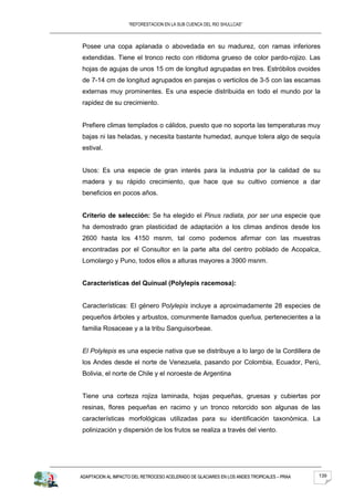“REFORESTACION EN LA SUB CUENCA DEL RIO SHULLCAS”



Posee una copa aplanada o abovedada en su madurez, con ramas inferiores
extendidas. Tiene el tronco recto con ritidoma grueso de color pardo-rojizo. Las
hojas de agujas de unos 15 cm de longitud agrupadas en tres. Estróbilos ovoides
de 7-14 cm de longitud agrupados en parejas o verticilos de 3-5 con las escamas
externas muy prominentes. Es una especie distribuida en todo el mundo por la
rapidez de su crecimiento.


Prefiere climas templados o cálidos, puesto que no soporta las temperaturas muy
bajas ni las heladas, y necesita bastante humedad, aunque tolera algo de sequía
estival.


Usos: Es una especie de gran interés para la industria por la calidad de su
madera y su rápido crecimiento, que hace que su cultivo comience a dar
beneficios en pocos años.


Criterio de selección: Se ha elegido el Pinus radiata, por ser una especie que
ha demostrado gran plasticidad de adaptación a los climas andinos desde los
2600 hasta los 4150 msnm, tal como podemos afirmar con las muestras
encontradas por el Consultor en la parte alta del centro poblado de Acopalca,
Lomolargo y Puno, todos ellos a alturas mayores a 3900 msnm.


Características del Quinual (Polylepis racemosa):


Características: El género Polylepis incluye a aproximadamente 28 especies de
pequeños árboles y arbustos, comunmente llamados queñua, pertenecientes a la
familia Rosaceae y a la tribu Sanguisorbeae.


El Polylepis es una especie nativa que se distribuye a lo largo de la Cordillera de
los Andes desde el norte de Venezuela, pasando por Colombia, Ecuador, Perú,
Bolivia, el norte de Chile y el noroeste de Argentina


Tiene una corteza rojiza laminada, hojas pequeñas, gruesas y cubiertas por
resinas, flores pequeñas en racimo y un tronco retorcido son algunas de las
características morfológicas utilizadas para su identificación taxonómica. La
polinización y dispersión de los frutos se realiza a través del viento.




ADAPTACION AL IMPACTO DEL RETROCESO ACELERADO DE GLACIARES EN LOS ANDES TROPICALES – PRAA   139
 