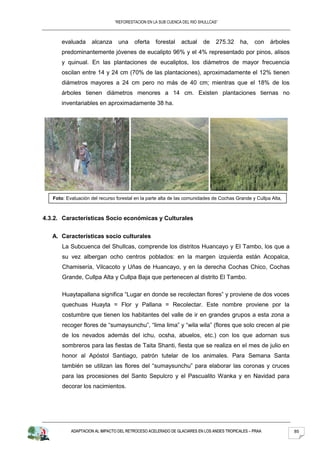 “REFORESTACION EN LA SUB CUENCA DEL RIO SHULLCAS”



       evaluada     alcanza      una    oferta    forestal    actual     de    275.32     ha,   con    árboles
       predominantemente jóvenes de eucalipto 96% y el 4% representado por pinos, alisos
       y quinual. En las plantaciones de eucaliptos, los diámetros de mayor frecuencia
       oscilan entre 14 y 24 cm (70% de las plantaciones), aproximadamente el 12% tienen
       diámetros mayores a 24 cm pero no más de 40 cm; mientras que el 18% de los
       árboles tienen diámetros menores a 14 cm. Existen plantaciones tiernas no
       inventariables en aproximadamente 38 ha.




   Foto: Evaluación del recurso forestal en la parte alta de las comunidades de Cochas Grande y Cullpa Alta,



4.3.2. Características Socio económicas y Culturales


   A. Características socio culturales
       La Subcuenca del Shullcas, comprende los distritos Huancayo y El Tambo, los que a
       su vez albergan ocho centros poblados: en la margen izquierda están Acopalca,
       Chamisería, Vilcacoto y Uñas de Huancayo, y en la derecha Cochas Chico, Cochas
       Grande, Cullpa Alta y Cullpa Baja que pertenecen al distrito El Tambo.

       Huaytapallana significa “Lugar en donde se recolectan flores” y proviene de dos voces
       quechuas Huayta = Flor y Pallana = Recolectar. Este nombre proviene por la
       costumbre que tienen los habitantes del valle de ir en grandes grupos a esta zona a
       recoger flores de “sumaysunchu”, “lima lima” y “wila wila” (flores que solo crecen al pie
       de los nevados además del ichu, ocsha, abuelos, etc.) con los que adornan sus
       sombreros para las fiestas de Taita Shanti, fiesta que se realiza en el mes de julio en
       honor al Apóstol Santiago, patrón tutelar de los animales. Para Semana Santa
       también se utilizan las flores del “sumaysunchu” para elaborar las coronas y cruces
       para las procesiones del Santo Sepulcro y el Pascualito Wanka y en Navidad para
       decorar los nacimientos.




           ADAPTACION AL IMPACTO DEL RETROCESO ACELERADO DE GLACIARES EN LOS ANDES TROPICALES – PRAA             85
 
