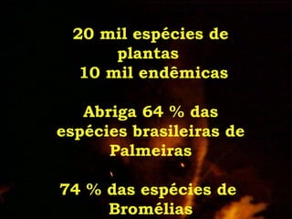 ExpediçãO EcolóGica Serra Do Tabuleiro Com Agta