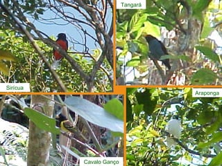 ExpediçãO EcolóGica Serra Do Tabuleiro Com Agta