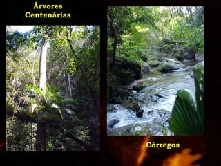 ExpediçãO EcolóGica Serra Do Tabuleiro Com Agta