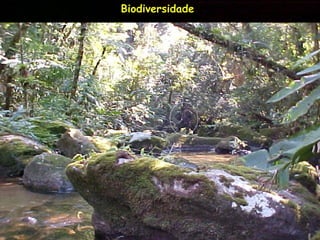 ExpediçãO EcolóGica Serra Do Tabuleiro Com Agta
