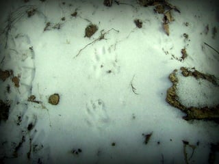 Expeditie Gazelaep '08