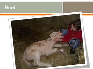 Expedition to Ethiopia