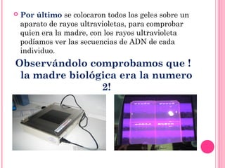  Por último se colocaron todos los geles sobre un
aparato de rayos ultravioletas, para comprobar
quien era la madre, con los rayos ultravioleta
podíamos ver las secuencias de ADN de cada
individuo.
Observándolo comprobamos que !
la madre biológica era la numero
2!
 