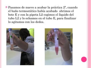  Pasamos de nuevo a acabar la práctica 2ª, cuando
el baño termostático había acabado abrimos el
bote E y con la pipeta L2 cogimos el liquido del
tubo L2 y lo echamos en el tubo E, para finalizar
lo agitamos con los dedos.
 