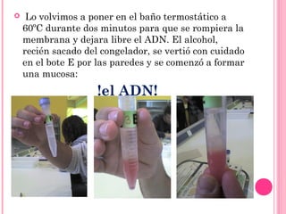  Lo volvimos a poner en el baño termostático a
60ºC durante dos minutos para que se rompiera la
membrana y dejara libre el ADN. El alcohol,
recién sacado del congelador, se vertió con cuidado
en el bote E por las paredes y se comenzó a formar
una mucosa:
!el ADN!
 