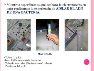  Mientras esperábamos que acabara la electroforesis en
agar realizamos la experiencia de AISLAR EL ADN
DE UNA BACTERIA.
• Tubos L1 y L2.
•Tubo E (Conteniendo la bacteria).
• Tubo de seguridad (Conteniendo el tubo A).
• Pipetas A, L1 y L2.
MATERIAL
 