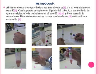  Abrimos el tubo de seguridad y sacamos el tubo A[1] y a su vez abrimos el
tubo E[2]. Con la pipeta A cogimos el líquido del tubo A, y con cuidado de
que no salpicase lo introdujimos en el bote E [3][4], y bien cerrado lo
removimos. Dándole unos suaves toques con los dedos [5] se formó una
espumilla [6] .
1 2
3
4
5 6
METODOLOGÍA
 
