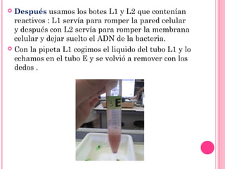  Después usamos los botes L1 y L2 que contenían
reactivos : L1 servía para romper la pared celular
y después con L2 servía para romper la membrana
celular y dejar suelto el ADN de la bacteria.
 Con la pipeta L1 cogimos el liquido del tubo L1 y lo
echamos en el tubo E y se volvió a remover con los
dedos .
 