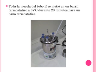  Toda la mezcla del tubo E se metió en un barril
termostático a 37ºC durante 20 minutos para un
baño termostático.
 