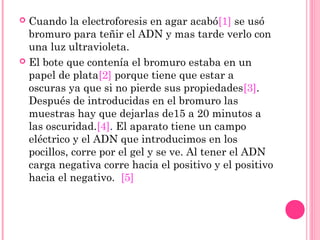  Cuando la electroforesis en agar acabó[1] se usó
bromuro para teñir el ADN y mas tarde verlo con
una luz ultravioleta.
 El bote que contenía el bromuro estaba en un
papel de plata[2] porque tiene que estar a
oscuras ya que si no pierde sus propiedades[3].
Después de introducidas en el bromuro las
muestras hay que dejarlas de15 a 20 minutos a
las oscuridad.[4]. El aparato tiene un campo
eléctrico y el ADN que introducimos en los
pocillos, corre por el gel y se ve. Al tener el ADN
carga negativa corre hacia el positivo y el positivo
hacia el negativo. [5]
 