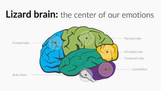 Lizard brain: the center of our emotions
Frontal Lobe
Parietal Lobe
Occipital Lobe
Cerebellum
Temporal Lobe
Brain Stem
 