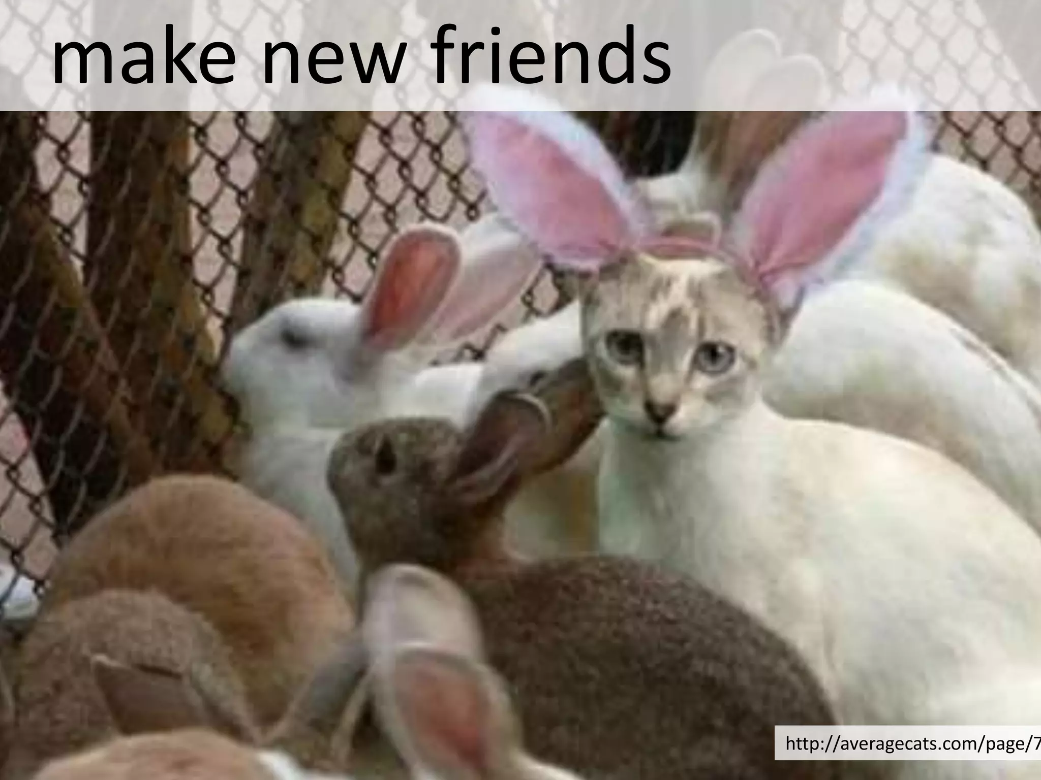 make new friends




                   http://averagecats.com/page/7
 