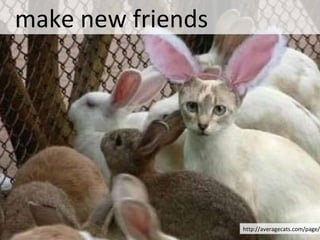 http://averagecats.com/page/7 make new friends 