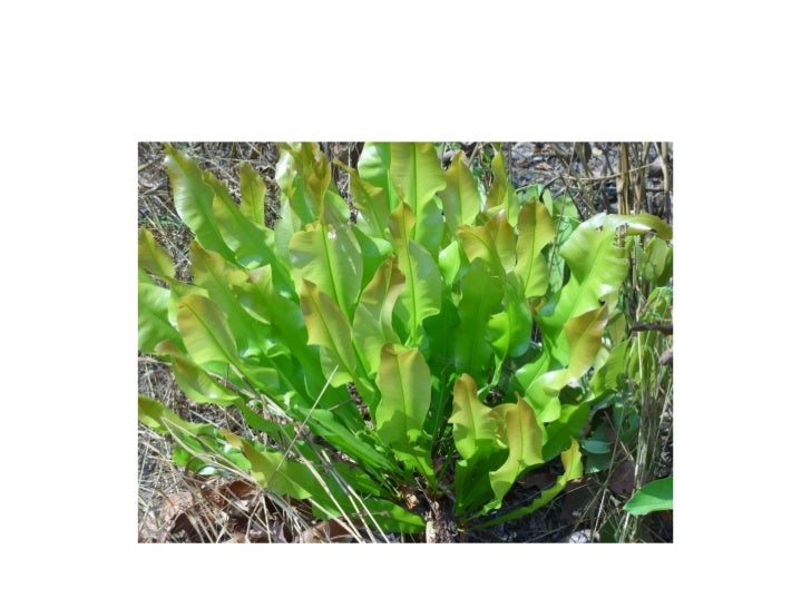 West African Cultural Arts Institute's "Experience Guinea"