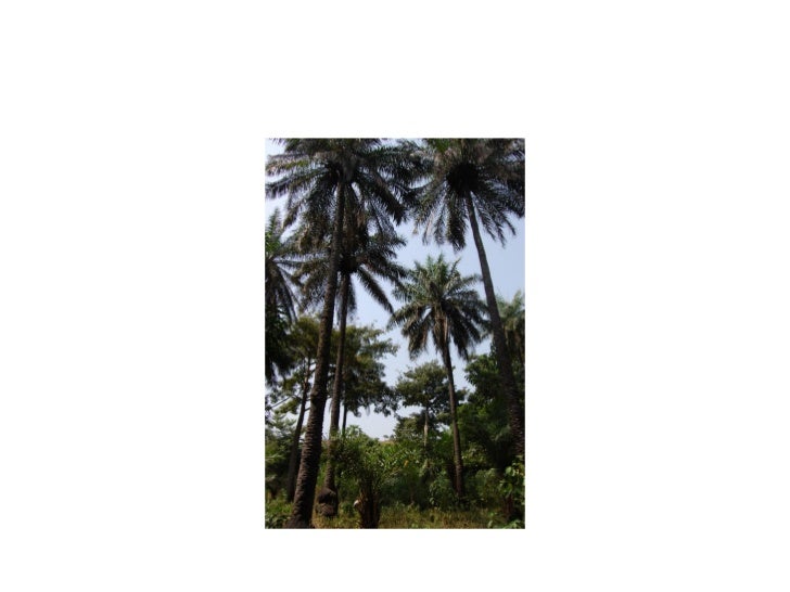 West African Cultural Arts Institute's "Experience Guinea"