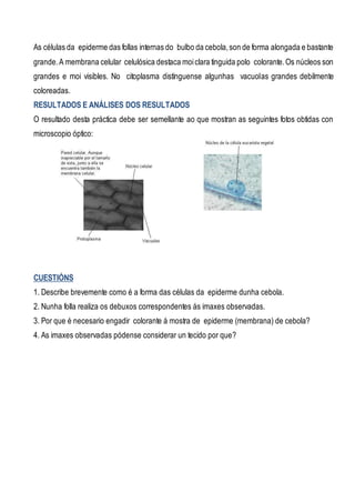 As células da epiderme das follas internas do bulbo da cebola,son de forma alongada e bastante
grande.A membrana celular celulósica destaca moiclara tinguida polo colorante.Os núcleos son
grandes e moi visibles. No citoplasma distínguense algunhas vacuolas grandes debilmente
coloreadas.
RESULTADOS E ANÁLISES DOS RESULTADOS
O resultado desta práctica debe ser semellante ao que mostran as seguintes fotos obtidas con
microscopio óptico:
CUESTIÓNS
1. Describe brevemente como é a forma das células da epiderme dunha cebola.
2. Nunha folla realiza os debuxos correspondentes ás imaxes observadas.
3. Por que é necesario engadir colorante á mostra de epiderme (membrana) de cebola?
4. As imaxes observadas pódense considerar un tecido por que?
 