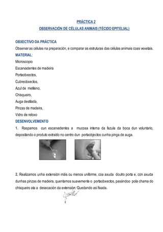 PRÁCTICA 2
OBSERVACIÓN DE CÉLULAS ANIMAIS (TÉCIDO EPITELIAL)
OBXECTIVO DA PRÁCTICA
Observaras células na preparación, e comparar as estruturas das células animais coas vexetais.
MATERIAL:
Microscopio
Escarvadentes de madeira
Portaobxectos,
Cubreobxectos,
Azul de metileno,
Chisqueiro,
Auga destilada,
Pinzas de madeira,
Vidro de reloxo
DESENVOLVEMENTO
1. Raspamos cun escarvadentes a mucosa interna da fazula da boca dun voluntario,
depositando o produto extraído no centro dun portaobjectos cunha pinga de auga.
2. Realizamos unha extensión máis ou menos uniforme, coa axuda doutro porta e, con axuda
dunhas pinzas de madeira, quentamos suavemente o portaobxectos, pasándoo pola chama do
chisqueiro ata a desecación da extensión. Quedando asífixada.
 