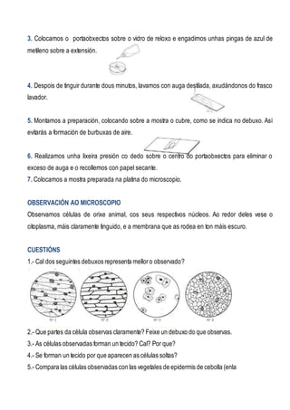3. Colocamos o portaobxectos sobre o vidro de reloxo e engadimos unhas pingas de azul de
metileno sobre a extensión.
4. Despois de tinguir durante dous minutos, lavamos con auga destilada, axudándonos do frasco
lavador.
5. Montamos a preparación, colocando sobre a mostra o cubre, como se indica no debuxo. Así
evitarás a formación de burbuxas de aire.
6. Realizamos unha lixeira presión co dedo sobre o centro do portaobxectos para eliminar o
exceso de auga e o recollemos con papel secante.
7. Colocamos a mostra preparada na platina do microscopio.
OBSERVACIÓN AO MICROSCOPIO
Observamos células de orixe animal, cos seus respectivos núcleos. Ao redor deles vese o
citoplasma, máis claramente tinguido, e a membrana que as rodea en ton máis escuro.
CUESTIÓNS
1.- Cal dos seguintes debuxos representa melloro observado?
2.- Que partes da célula observas claramente? Feixe un debuxo do que observas.
3.- As células observadas forman un tecido? Cal? Por que?
4.- Se forman un tecido por que aparecen as células soltas?
5.- Compara las células observadas con las vegetales de epidermis de cebolla (enla
 