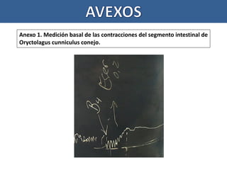 Bascal Conejo ANTAGONISMO ENTRE ACETILCOLINA Y ATROPINA | PDF