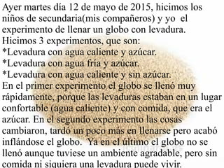 Ayer martes día 12 de mayo de 2015, hicimos los
niños de secundaria(mis compañeros) y yo el
experimento de llenar un globo con levadura.
Hicimos 3 experimentos, que son:
*Levadura con agua caliente y azúcar.
*Levadura con agua fría y azúcar.
*Levadura con agua caliente y sin azúcar.
En el primer experimento el globo se llenó muy
rápidamente, porque las levaduras estaban en un lugar
confortable (agua caliente) y con comida, que era el
azúcar. En el segundo experimento las cosas
cambiaron, tardó un poco más en llenarse pero acabó
inflándose el globo. Ya en el último el globo no se
llenó aunque tuviese un ambiente agradable, pero sin
comida ni siquiera una levadura puede vivir.
 