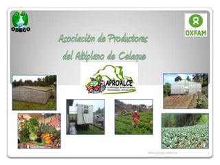 Asociación de Productores
 del Altiplano de Celaque




                            APROALCE-ODECO   1
 