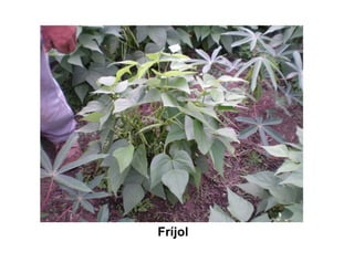 Finca la Esperanz: experiencia de Hernán Guarín 