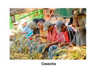 Finca la Esperanz: experiencia de Hernán Guarín 