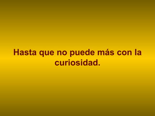 Hasta que no puede más con la
curiosidad.
 