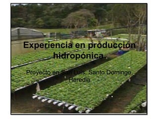Experiencia en producción
       hidropónica
Proyecto en San Luis, Santo Domingo,
              Heredia
 