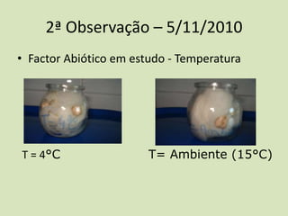 • Factor Abiótico em estudo - Temperatura
2ª Observação – 5/11/2010
T = 4°C T= Ambiente (15°C)
 