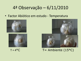 • Factor Abiótico em estudo - Temperatura
4ª Observação – 6/11/2010
T = 4°C T= Ambiente (15°C)
 