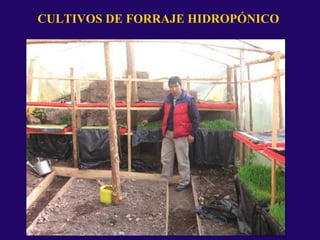 CULTIVOS DE FORRAJE HIDROPÓNICO
 