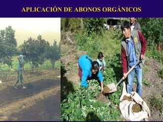 APLICACIÓN DE ABONOS ORGÁNICOS
 