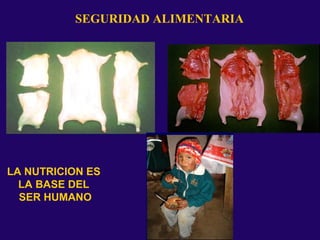 SEGURIDAD ALIMENTARIA
LA NUTRICION ES
LA BASE DEL
SER HUMANO
 