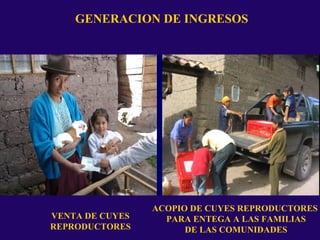 GENERACION DE INGRESOS
VENTA DE CUYES
REPRODUCTORES
ACOPIO DE CUYES REPRODUCTORES
PARA ENTEGA A LAS FAMILIAS
DE LAS COMUNIDADES
 