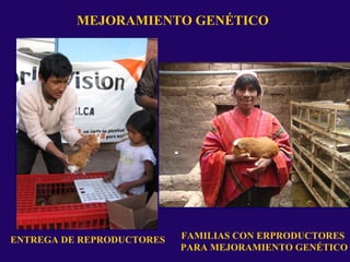 MEJORAMIENTO GENÉTICO
ENTREGA DE REPRODUCTORES FAMILIAS CON ERPRODUCTORES
PARA MEJORAMIENTO GENÉTICO
 