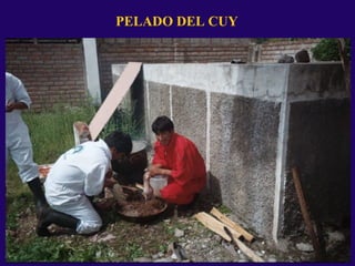 PELADO DEL CUY
 