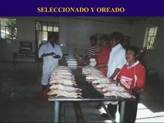 SELECCIONADO Y OREADO
 