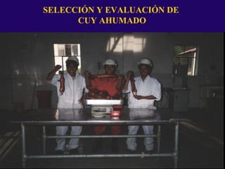 SELECCIÓN Y EVALUACIÓN DE
CUY AHUMADO
 