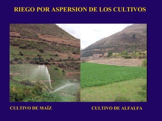 RIEGO POR ASPERSION DE LOS CULTIVOS
CULTIVO DE MAÍZ CULTIVO DE ALFALFA
 