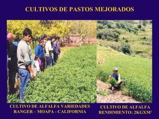 CULTIVOS DE PASTOS MEJORADOS
CULTIVO DE ALFALFA VARIEDADES
RANGER – MOAPA - CALIFORNIA
CULTIVO DE ALFALFA
RENDIMIENTO: 2KGXM2
 