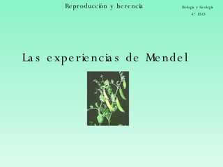 Reproducción y herencia Biología y Geología 4.º ESO Las experiencias de Mendel 